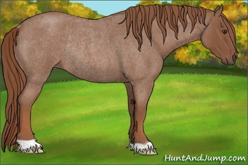 Horse Color:Red Roan Rabicano 