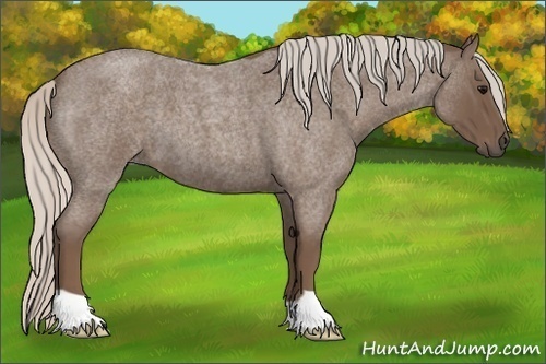 Horse Color:Silver Blue Roan 