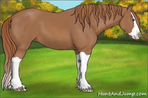 Horse Color:Chestnut Splash 