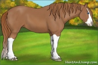 Horse Color:Chestnut Splash 