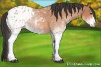 Horse Color:White Spotted Bay Roan Appaloosa