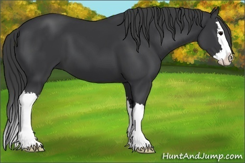 Horse Color:Black Sabino Splash