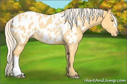 Horse Color:Gold Cream Champagne Appaloosa Rabicano
