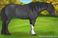 Horse Color:Blue Roan Appaloosa Rabicano