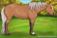 Horse Color:Silver Bay Roan Rabicano