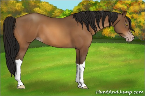 Horse Color:Gray Amber Champagne 