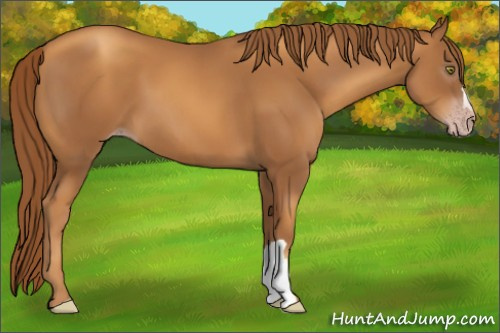 Horse Color:Gray Gold Champagne