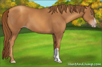 Horse Color:Gray Gold Champagne