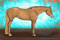 Horse Color:Gray Gold Champagne 