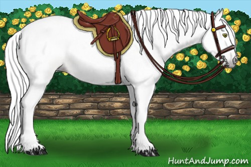 Horse Color:Gray Amber Champagne 
