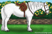 Horse Color:Gray Amber Champagne
