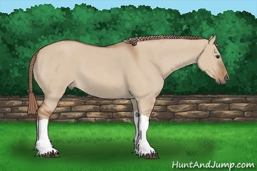 Horse Color:Red Dun