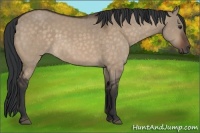 Horse Color:Brown Dun