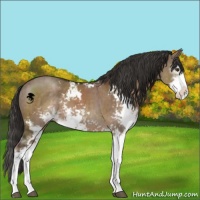 Horse Color:Liver Red Dun Sabino Brindle