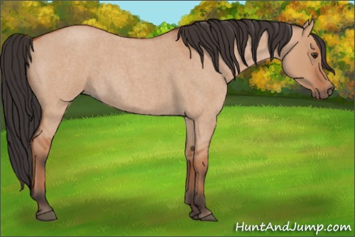Horse Color:Bay Roan Dun 