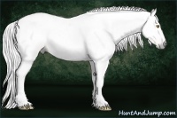 Horse Color:Gray Amber Champagne 