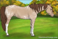 Horse Color:Bay Ice Dun Appaloosa 