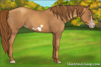 Horse Color:Gray Gold Champagne Roan Frame 