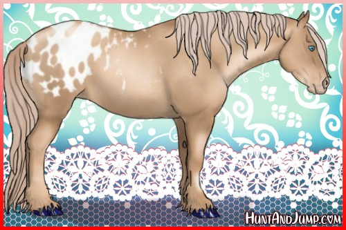 Horse Color:Gray Gold Cream Champagne Pearl Appaloosa 