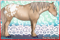 Horse Color:Gray Gold Cream Champagne Pearl Appaloosa 