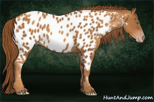 Horse Color:Gray Gold Champagne Appaloosa 