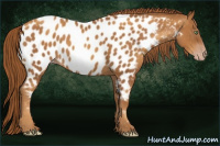Horse Color:Gray Gold Champagne Appaloosa 