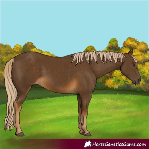 Horse Color:Chocolate Palomino 