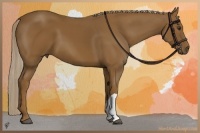 Horse Color:Chocolate Palomino 