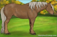 Horse Color:Chocolate Palomino 