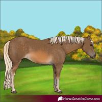 Horse Color:Chocolate Palomino 