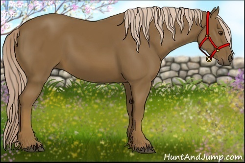 Horse Color:Chocolate Palomino 