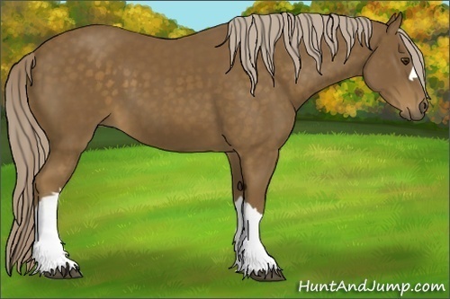Horse Color:Chocolate Palomino 
