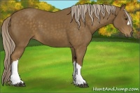 Horse Color:Chocolate Palomino