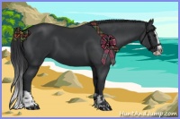 Horse Color:Black and Black Splash