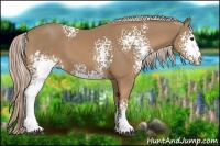 Horse Color:White Spotted Palomino 