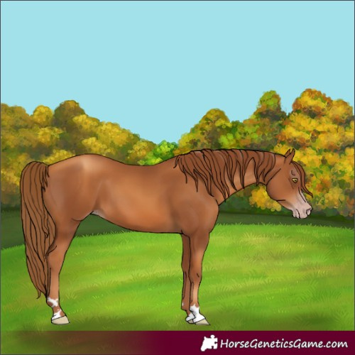 Horse Color:Gray Gold Champagne 