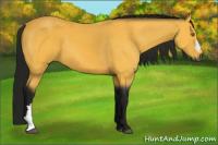 Horse Color:Gray Buckskin 