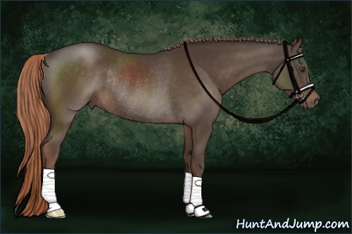 Horse Color:Liver Chestnut Rabicano 
