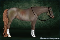 Horse Color:Liver Chestnut Rabicano 