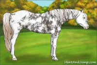 Horse Color:Midnight Bay Pearl Sabino Splash Appaloosa