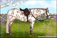 Horse Color:White Spotted Silver Bay Appaloosa 