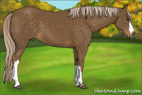 Horse Color:Chocolate Palomino 