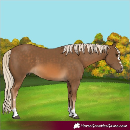 Horse Color:Chocolate Palomino 
