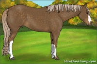 Horse Color:Chocolate Palomino 