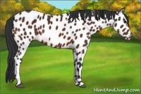 Horse Color:Brown Appaloosa 