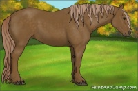 Horse Color:Chocolate Palomino 
