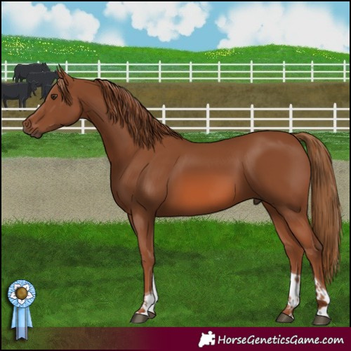 Horse Color:Chestnut Tobiano