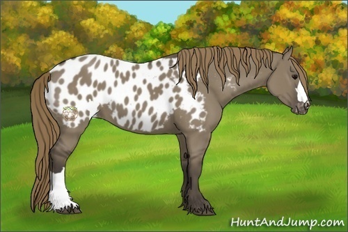 Horse Color:Smoky Grullo Appaloosa 