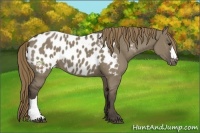 Horse Color:Smoky Grullo Appaloosa 