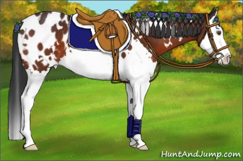 Horse Color:White Spotted Brown Sabino Splash Appaloosa 